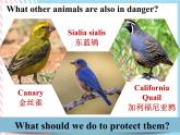 Unit 2 Wildlife Protection Listening and Talking 课件