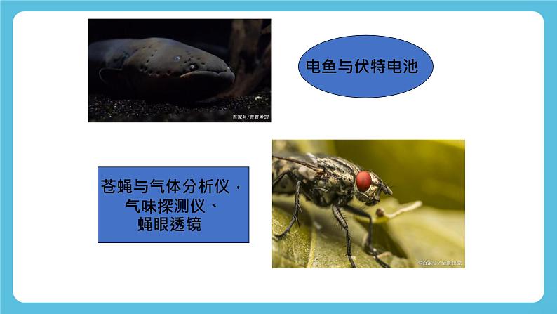 Unit 5 Learning from Nature 第5课时 Presenting ideas 课件05