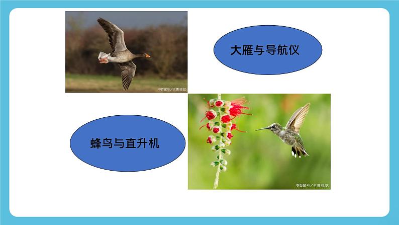 Unit 5 Learning from Nature 第5课时 Presenting ideas 课件06