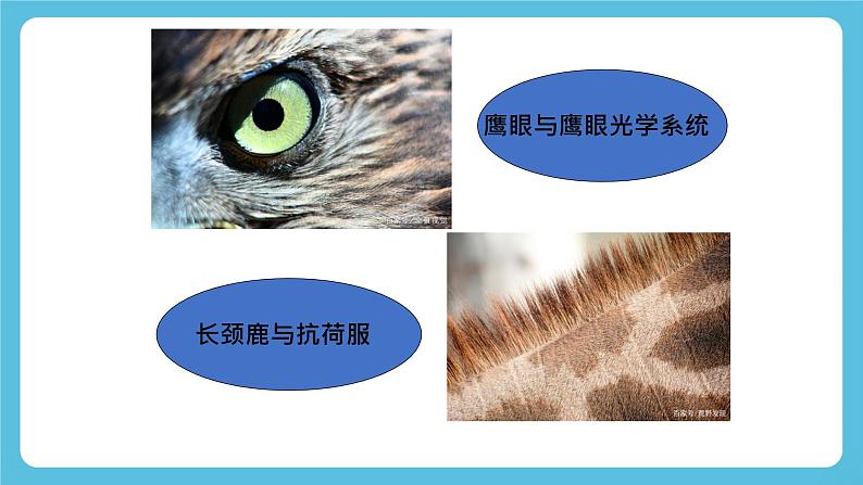 Unit 5 Learning from Nature 第5课时 Presenting ideas 课件07