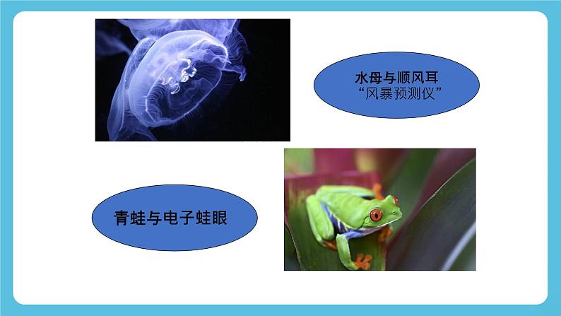 Unit 5 Learning from Nature 第5课时 Presenting ideas 课件08