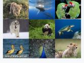 新牛津譯林版高中英語必修三Unit1Nature in the balance-Integrated Skills課件