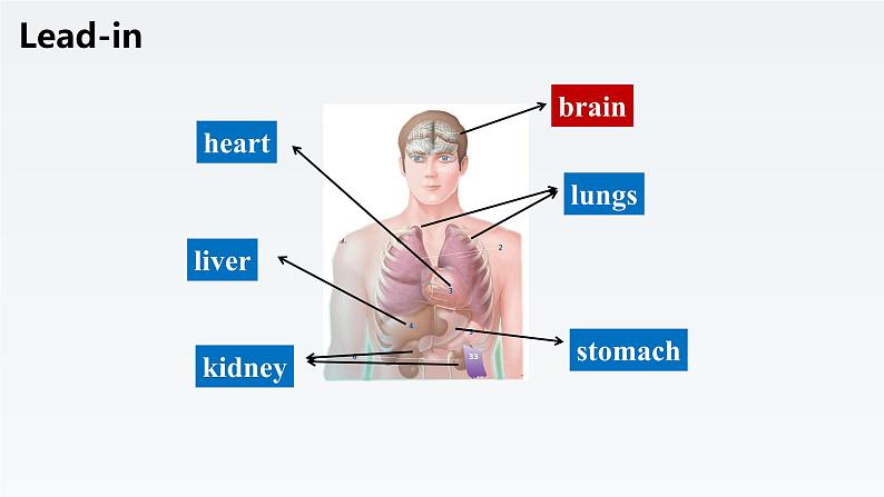 新北师大版高中英语选择性必修三Unit9Human Biology-Lesson2Brain Power课件第2页