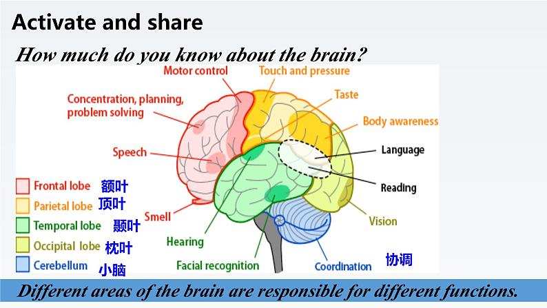 新北师大版高中英语选择性必修三Unit9Human Biology-Lesson2Brain Power课件第8页