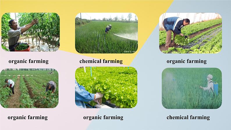 2019新人教高中英语选择性必修一Unit5 Using Language--Evaluate chemical farming and organic farming公开课课件第5页