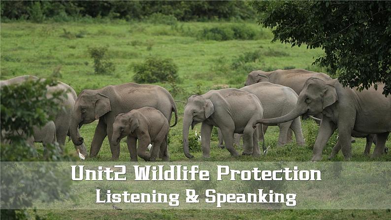 人教版（2019）高中英语必修二 Unit2 Wildlife Protection Listening and Speaking 听说课件（PPT+音频）01