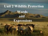 人教版（2019）高中英语必修二Unit2 Wildlife Protection Words and Expressions词汇用法课件