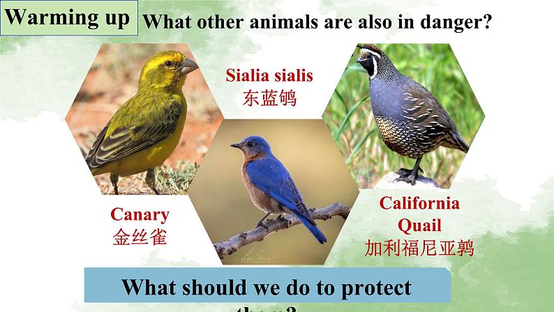 人教版高中英语必修二Unit2Wildlife Protection-Listening and Talking课件第4页