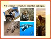 人教版（2019）高一英語必修第二冊 Unit 2《Wildlife Protection 第1課時 Listening and Speaking》課件+分層作業(yè)