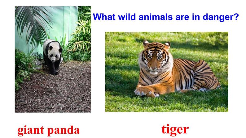 人教版必修第二册Unit2 Listening and Speaking 精品课件05