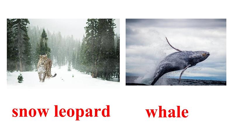 人教版必修第二册Unit2 Listening and Speaking 精品课件07