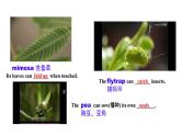 Unit 5 Revealing nature Developing ideas 課件高中英語外研版（2019）選擇性必修第一冊(cè)