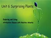 Unit 6 Surprising Plants：Exploring and Using（课件） -2024-2025学年（重大版）（2019）英语必修 第一册