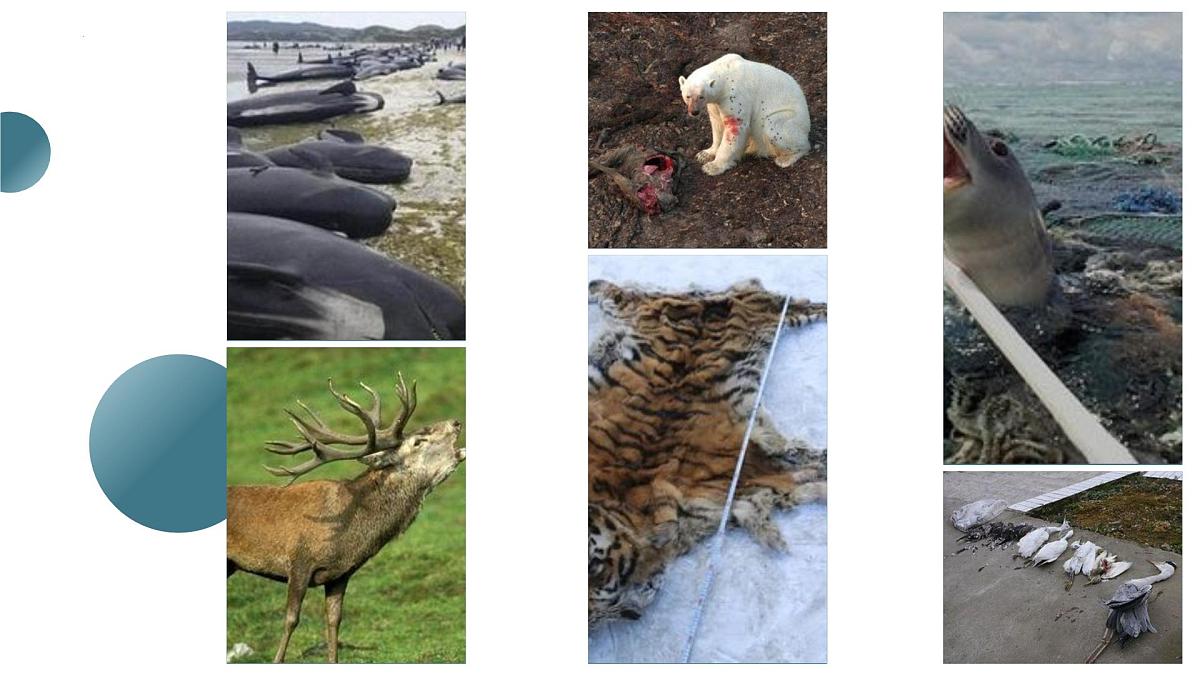 Unit 3 Period 1 Topic Talk & The Sixth Extinction（课件）-2025-2026学年高中英语选择性必修第一册（北师大版2019）第5页