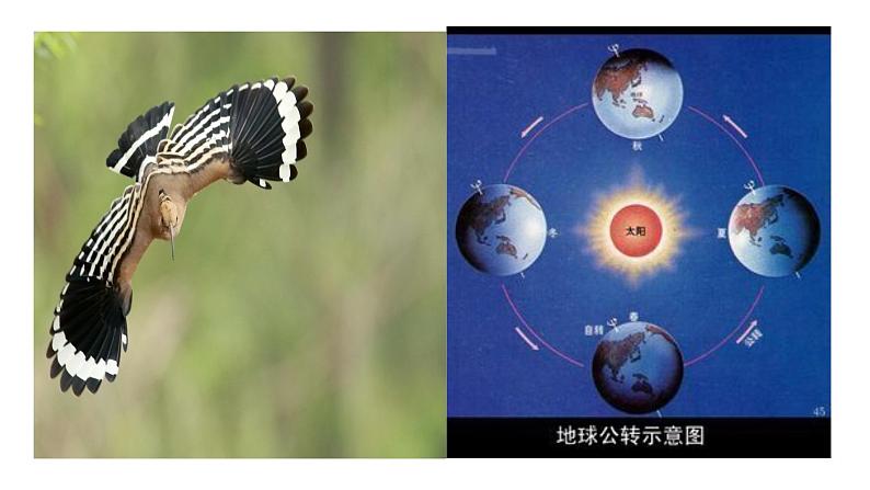 1.1 质点 参考系和坐标系（课件）—2021-2022学年人教版（2019）高中物理必修第一册02