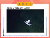 人教版（2019）高中物理选择性必修第一册 1.6《反冲现象 火箭》课件