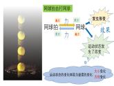 3.1重力与重心-高一物理同步课件（鲁科版2019必修第一册）