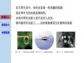 新粤教版选择性必修第三册 2.4液体的表面张力 课件