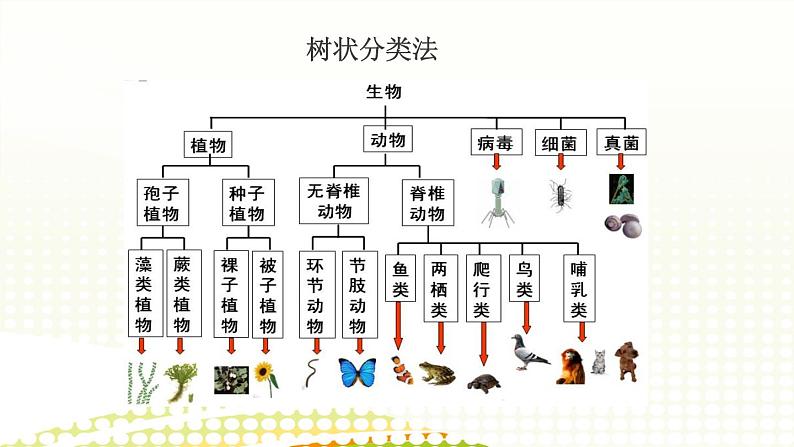 人教版（2019）高中化学必修第一册1.1 物质的分类 课件08