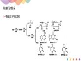 人教版(2019)高化学选择性必修三4.3《核酸》(含答案）(共21张) 课件