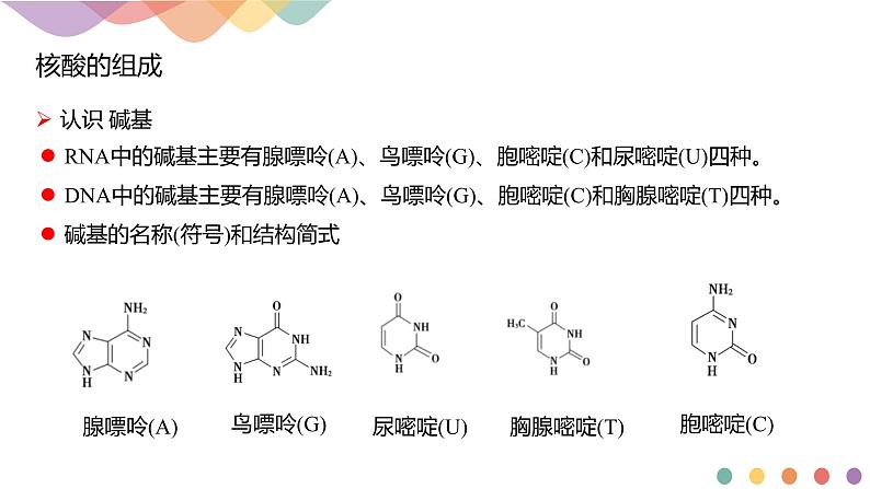 人教版(2019)高化学选择性必修三4.3《核酸》(含答案）(共21张) 课件06