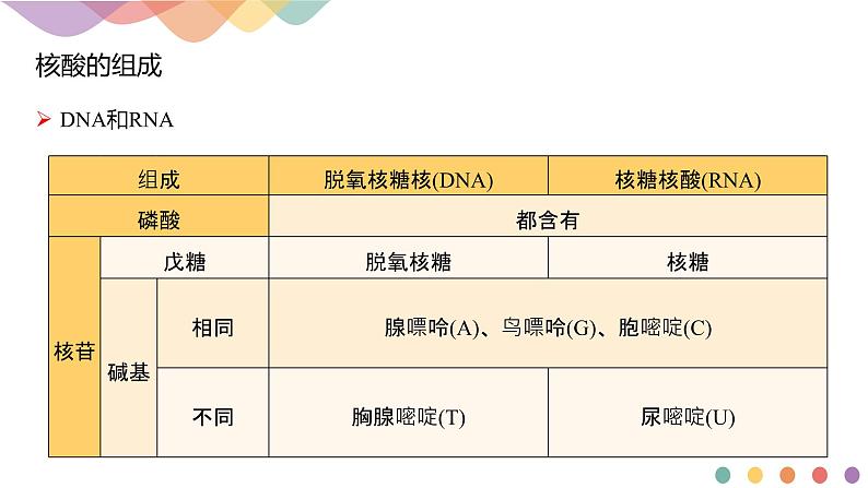 人教版(2019)高化学选择性必修三4.3《核酸》(含答案）(共21张) 课件08