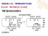 鲁科版（2019）高中化学选择性必修二 第1章原子结构与元素性质微项目及单元复习课件PPT