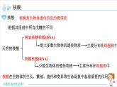 4.3 核酸【新教材】人教版选择性必修3课件PPT