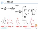 4.3 核酸【新教材】人教版选择性必修3课件PPT