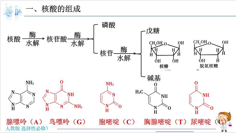 4.3 核酸【新教材】人教版选择性必修3课件PPT03