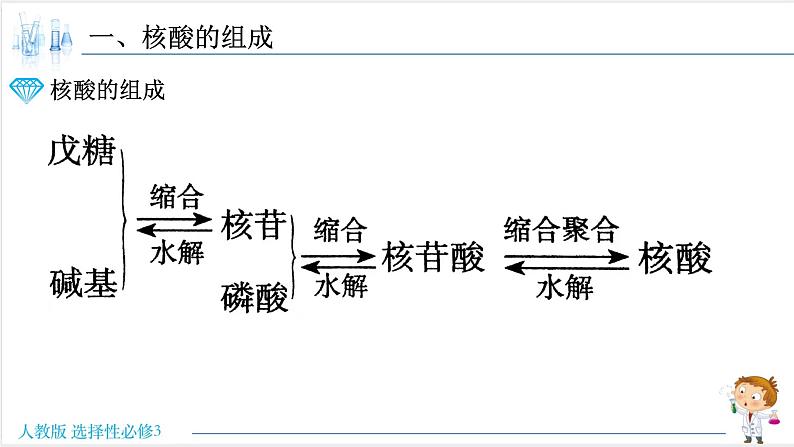 4.3 核酸【新教材】人教版选择性必修3课件PPT05