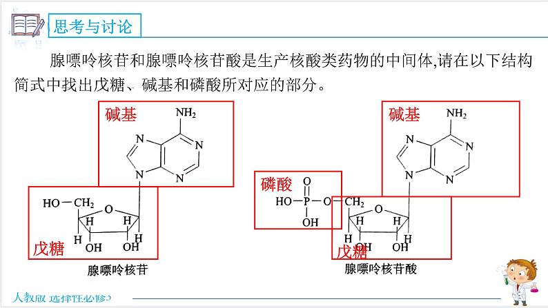 4.3 核酸【新教材】人教版选择性必修3课件PPT06