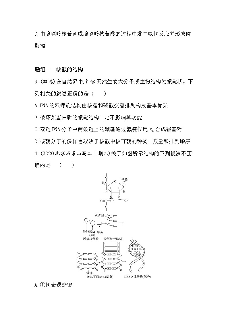 第三节  核酸-2022版化学选择性必修3人教版（2019） 同步练习 （Word含解析）02