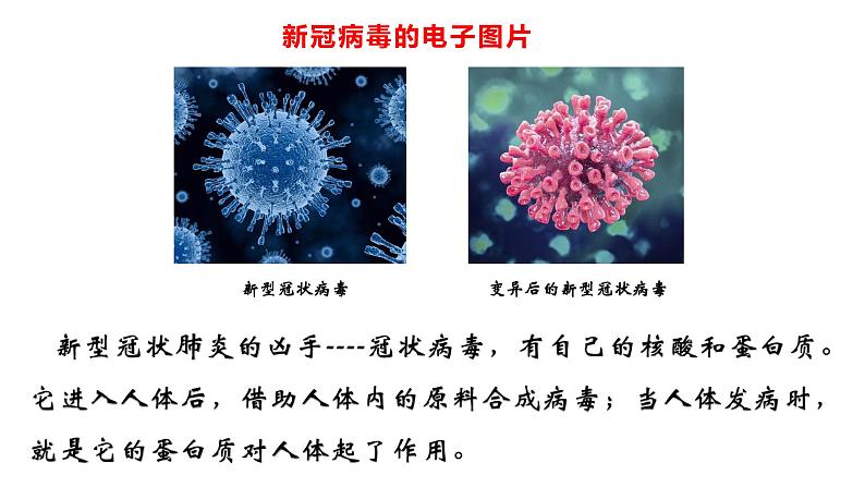 4.2蛋白质1课件【新教材】新人教版高二化学选择性必修三04