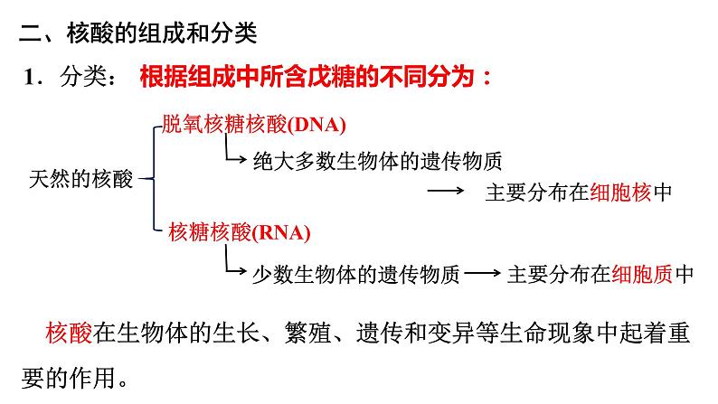 4.3核酸课件【新教材】新人教版高二化学选择性必修三04