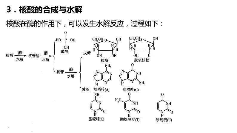 4.3核酸课件【新教材】新人教版高二化学选择性必修三08