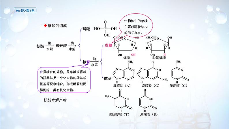 课件 4.3 核酸-高中化学选择性必修3（新教材同步课件 ）第4页