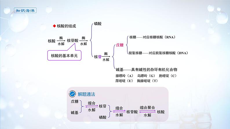 课件 4.3 核酸-高中化学选择性必修3（新教材同步课件 ）第5页