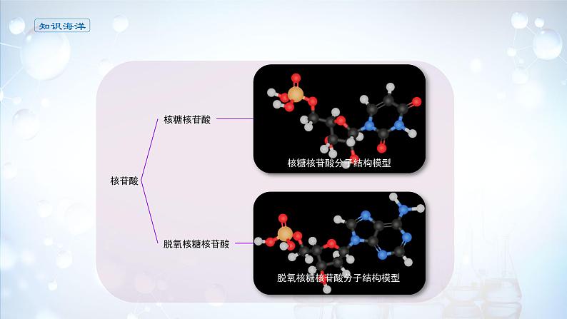 课件 4.3 核酸-高中化学选择性必修3（新教材同步课件 ）第6页