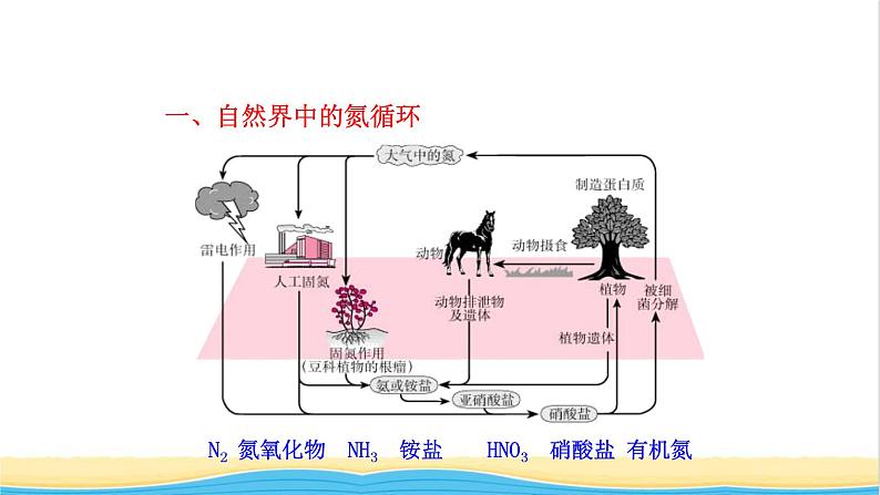 高中化学第3章物质的性质与转化3第1课时自然界中氮的循环氮气一氧化氮和二氧化氮课件鲁科版必修第一册第4页