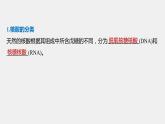 高中化学苏教版（2021）选择性必修3 专题6  第二单元 第2课时　核酸的结构及生物功能（56张PPT）