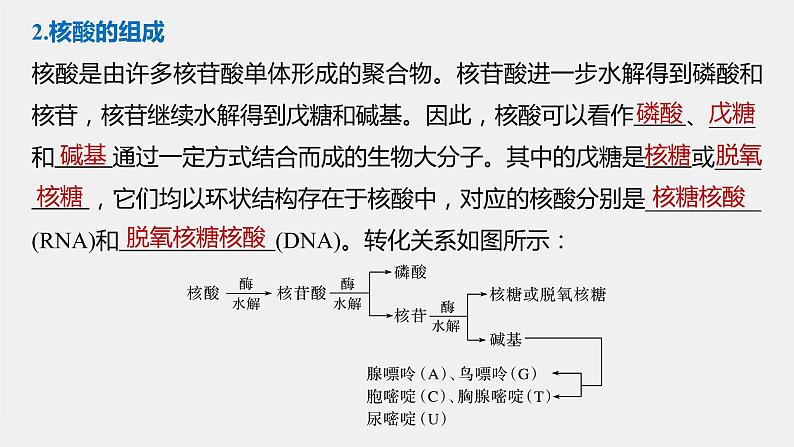 高中化学苏教版（2021）选择性必修3 专题6  第二单元 第2课时　核酸的结构及生物功能（56张PPT）06