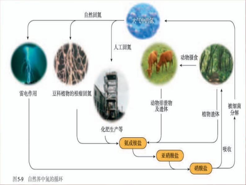 5.2 氮及其化合物 人教版（2019）高中化学必修二课件第5页