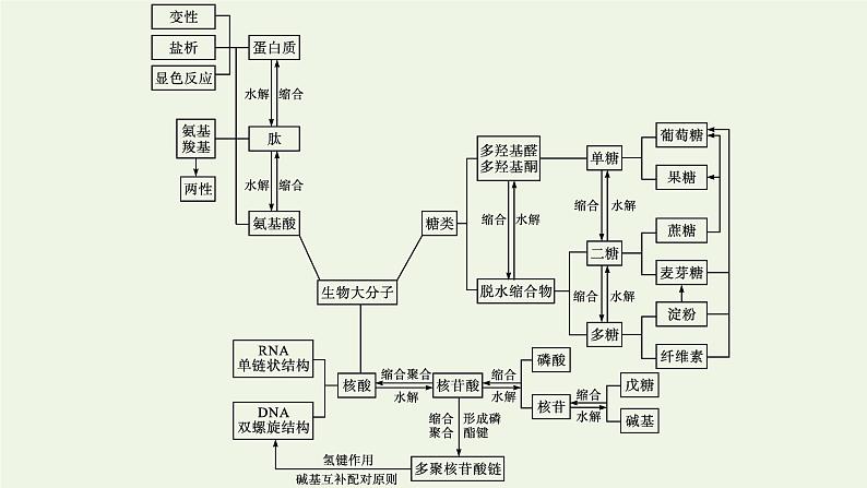 新人教版高中化学选择性必修3第四章生物大分子本章整合课件第4页