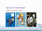 高中 高二 化学选择性必修3 第四章 第一节 第1课时 糖类 教学课件