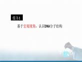 高中 高二 化学选择性必修3 第四章 第三节 核酸 教学课件