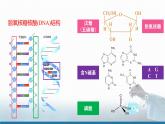 高中 高二 化学选择性必修3 第四章 第三节 核酸 教学课件