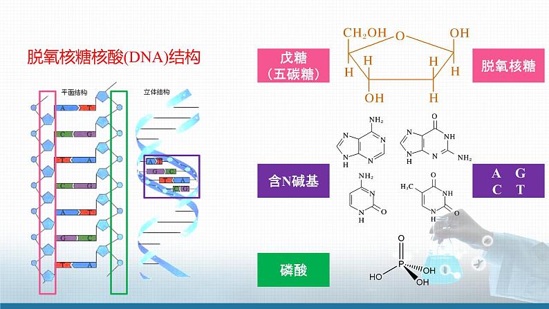 高中 高二 化学选择性必修3 第四章 第三节 核酸 教学课件第4页