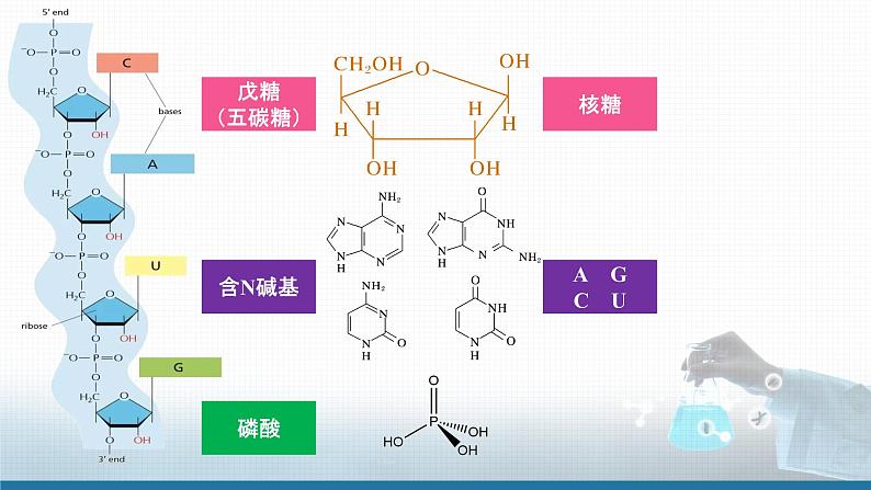 高中 高二 化学选择性必修3 第四章 第三节 核酸 教学课件第6页