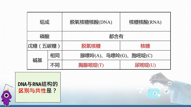 高中 高二 化学选择性必修3 第四章 第三节 核酸 教学课件第7页